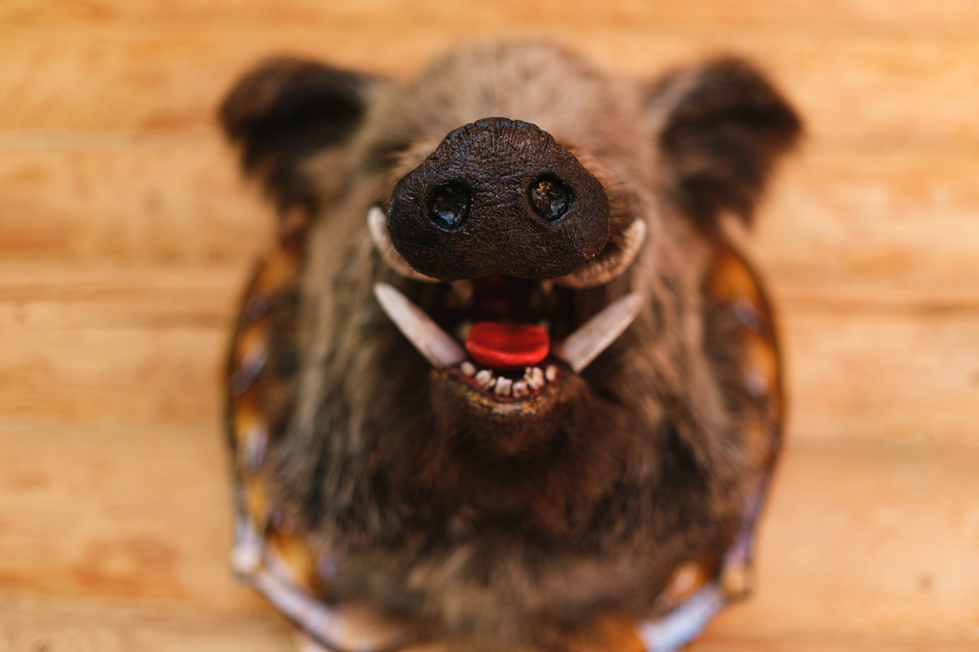 Wild boar head with open mouth and fangs close-up. Stuffed animals, taxidermy.